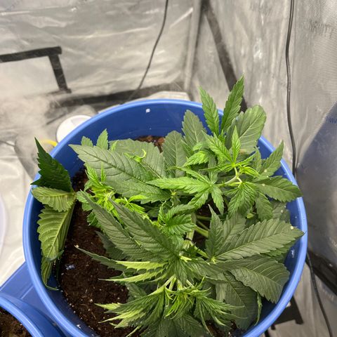 Gorilla Glue 1 growlog timeline photo