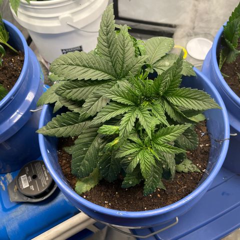 Zkittles 1 growlog timeline photo