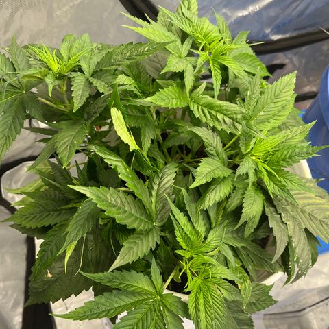 Sour Diesel 1 growlog timeline photo