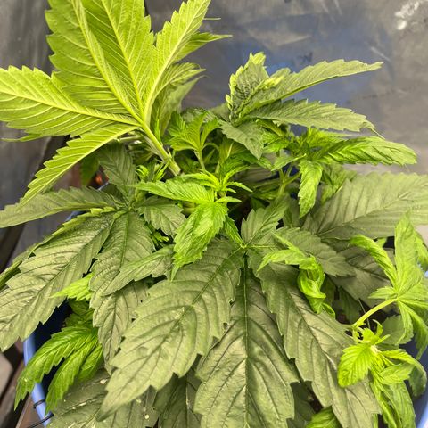 Blue Dream 1 growlog timeline photo
