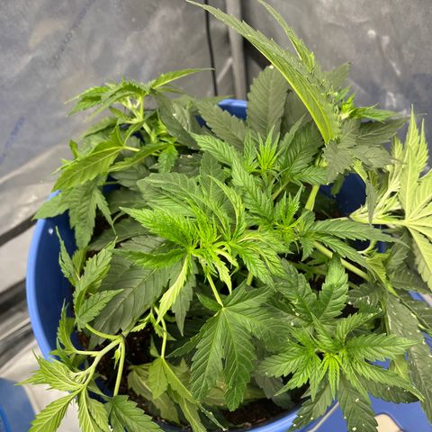Gorilla Glue 1 growlog timeline photo