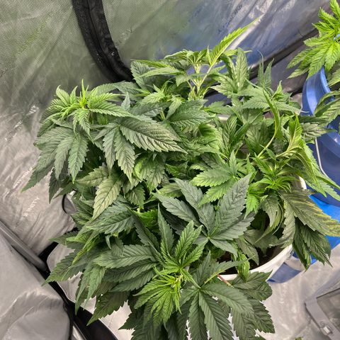 Sour Diesel 1 growlog timeline photo