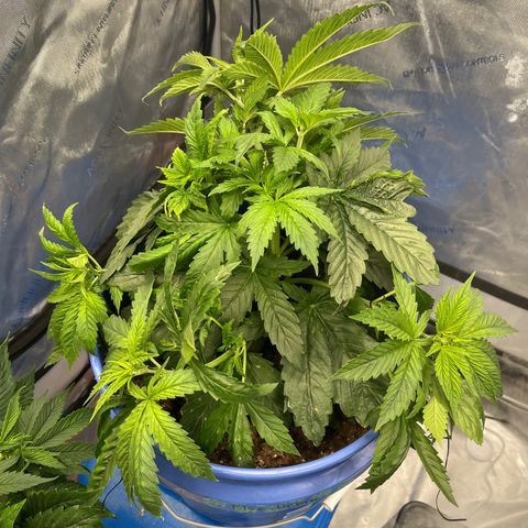 Blue Dream 1 growlog timeline photo