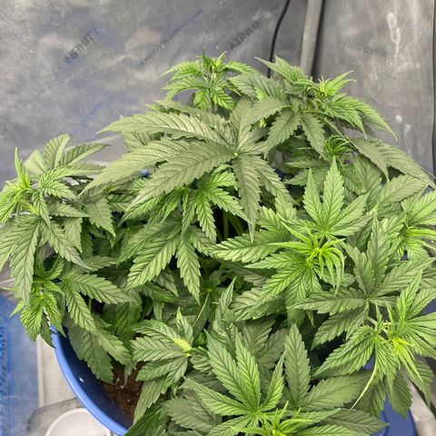 Gorilla Glue 1 growlog timeline photo