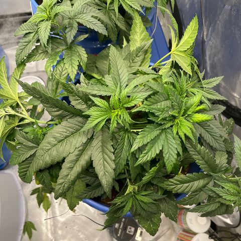 Zkittles 1 growlog timeline photo