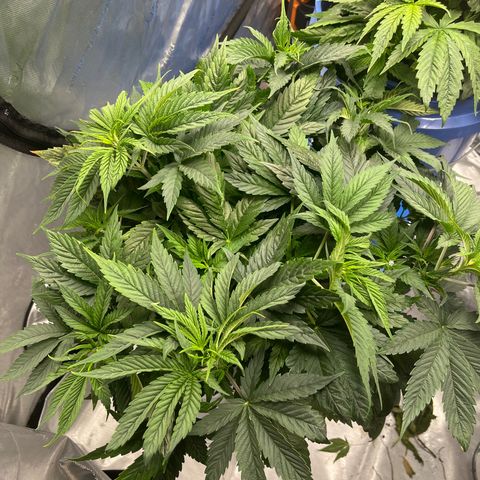Sour Diesel 1 growlog timeline photo