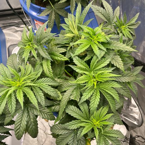 Zkittles 1 growlog timeline photo