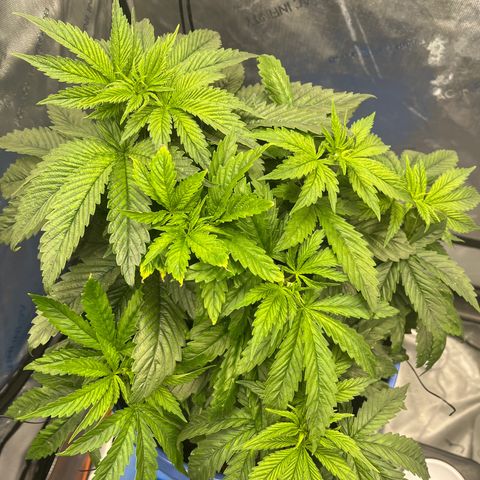 Blue Dream 1 growlog timeline photo