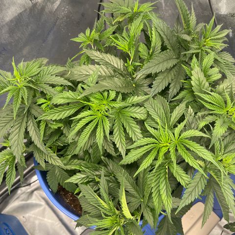Gorilla Glue 1 growlog timeline photo