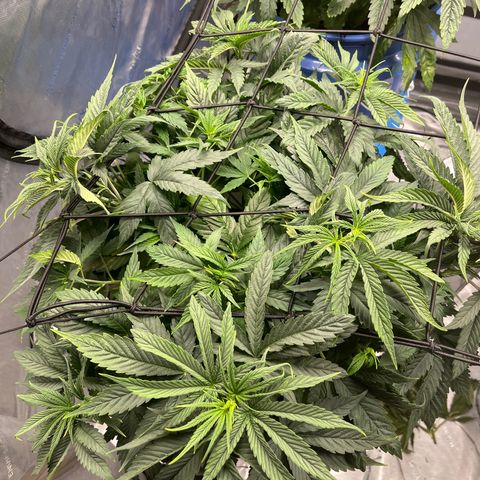 Sour Diesel 1 growlog timeline photo