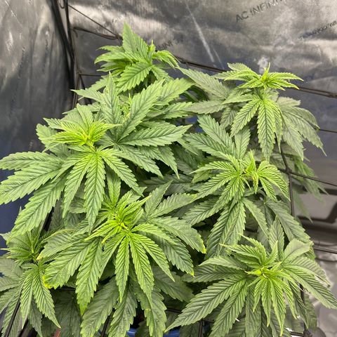 Blue Dream 1 growlog timeline photo