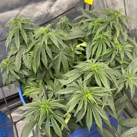Gorilla Glue 1 growlog timeline photo