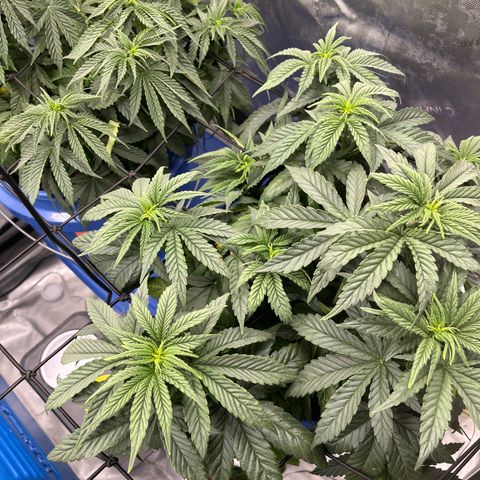 Zkittles 1 growlog timeline photo