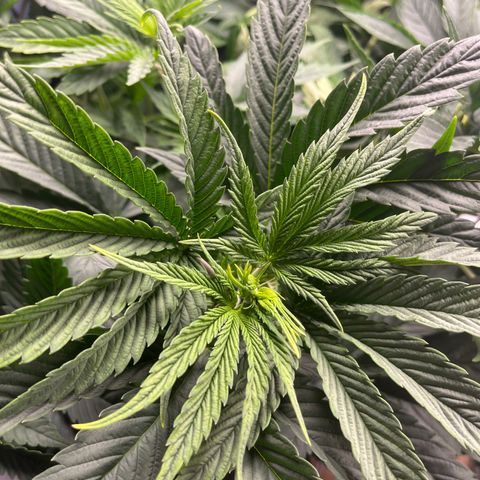 Sour Diesel 1 growlog timeline photo