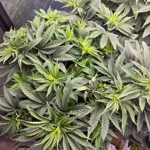 Sour Diesel 1 growlog timeline photo