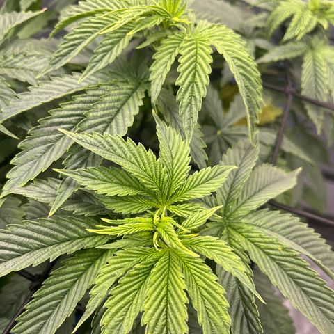 Blue Dream 1 growlog timeline photo