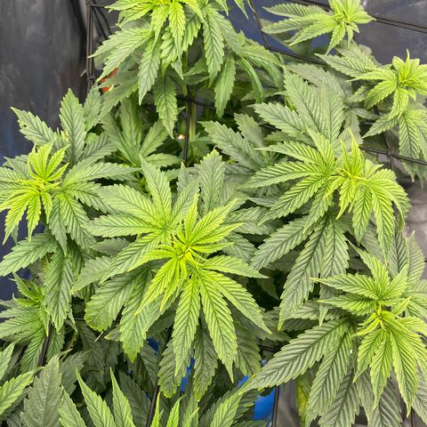 Blue Dream 1 growlog timeline photo