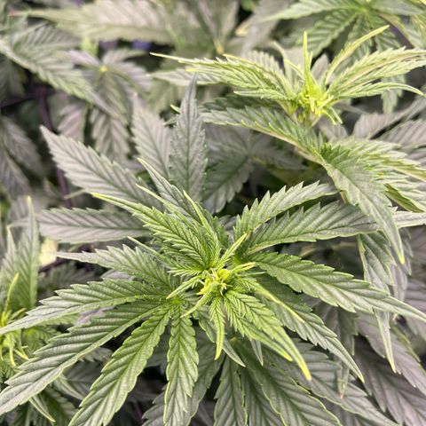 Gorilla Glue 1 growlog timeline photo