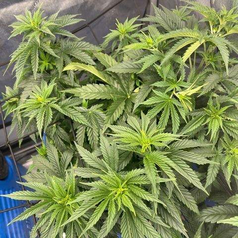 Gorilla Glue 1 growlog timeline photo