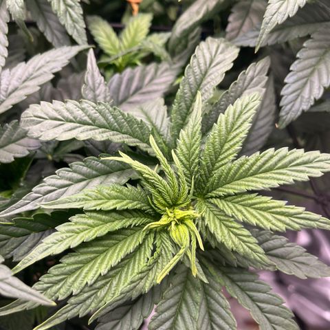 Zkittles 1 growlog timeline photo