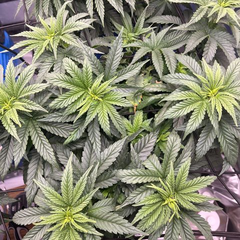 Zkittles 1 growlog timeline photo