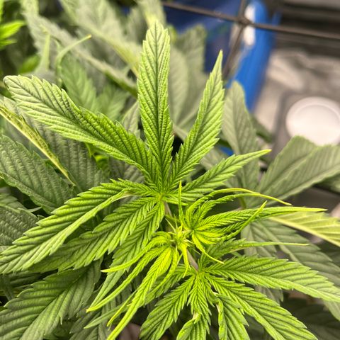 Sour Diesel 1 growlog timeline photo