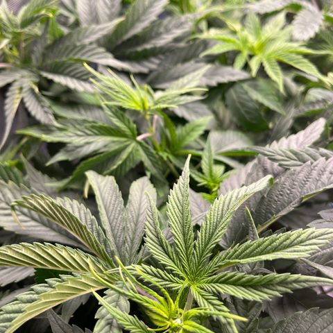 Sour Diesel 1 growlog timeline photo