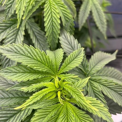 Blue Dream 1 growlog timeline photo