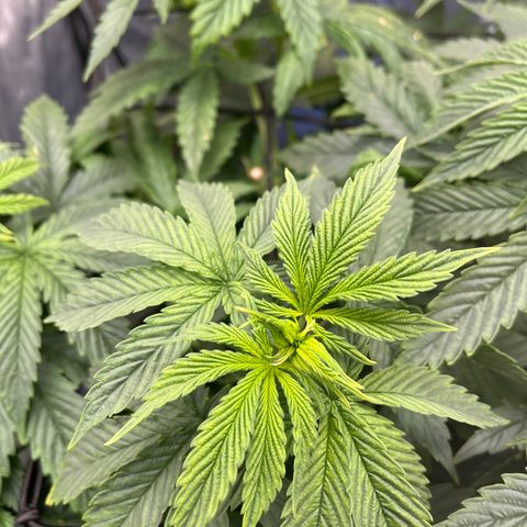 Blue Dream 1 growlog timeline photo