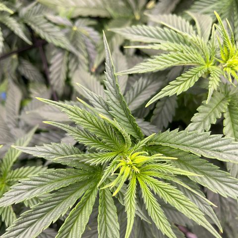 Gorilla Glue 1 growlog timeline photo
