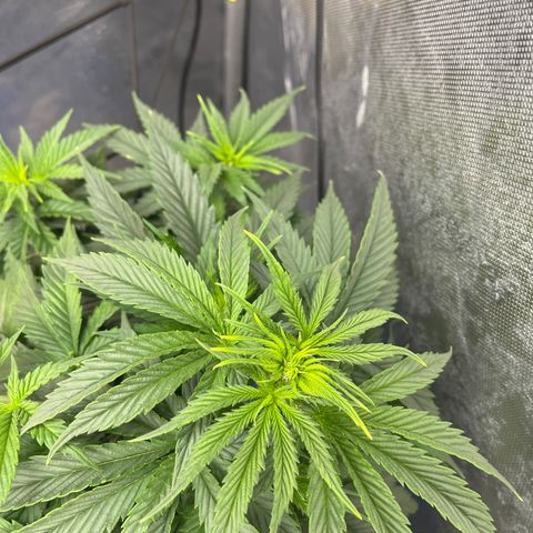 Gorilla Glue 1 growlog timeline photo