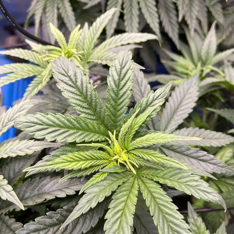 Zkittles 1 growlog timeline photo