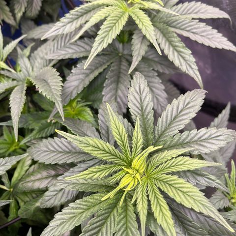 Zkittles 1 growlog timeline photo