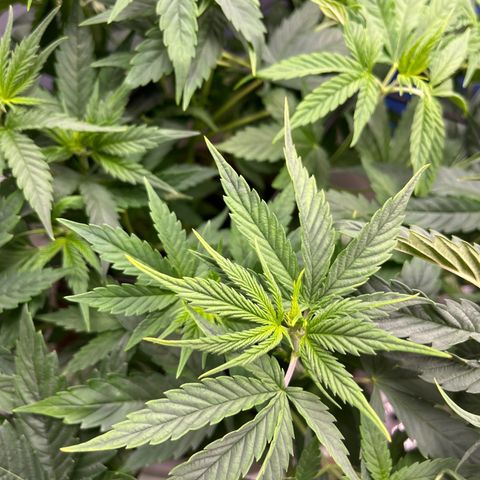 Sour Diesel 1 growlog timeline photo