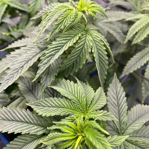 Blue Dream 1 growlog timeline photo