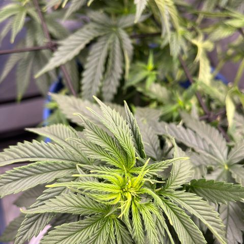 Gorilla Glue 1 growlog timeline photo
