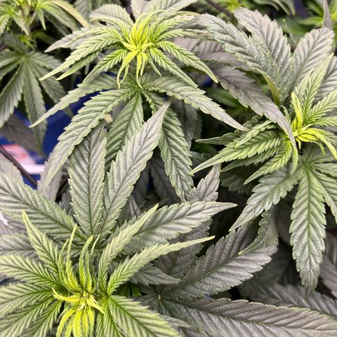 Zkittles 1 growlog timeline photo