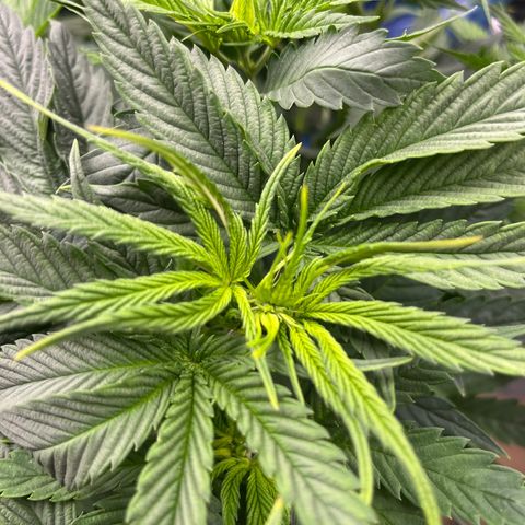 Sour Diesel 1 growlog timeline photo
