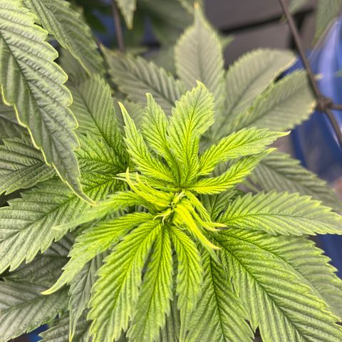 Blue Dream 1 growlog timeline photo