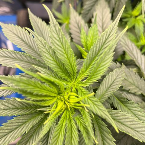 Gorilla Glue 1 growlog timeline photo