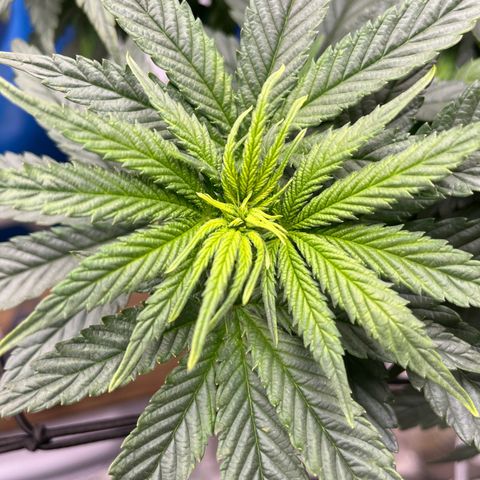 Zkittles 1 growlog timeline photo