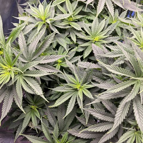 Sour Diesel 1 growlog timeline photo