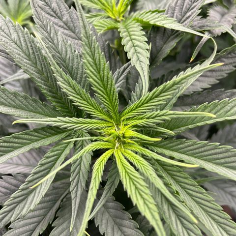 Sour Diesel 1 growlog timeline photo