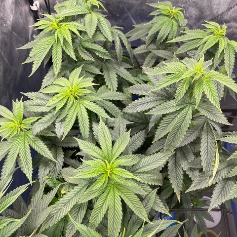 Blue Dream 1 growlog timeline photo