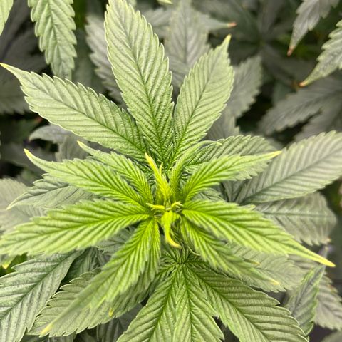 Blue Dream 1 growlog timeline photo