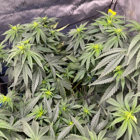 Gorilla Glue 1 growlog timeline photo