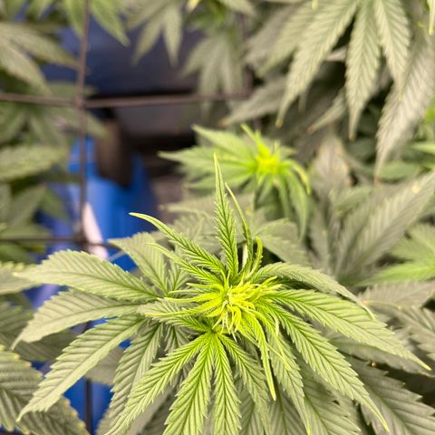 Gorilla Glue 1 growlog timeline photo