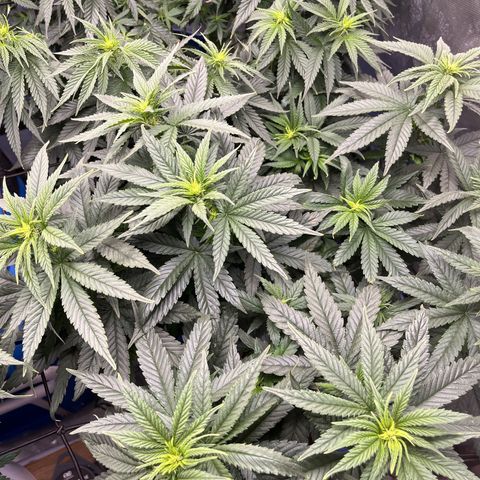 Zkittles 1 growlog timeline photo