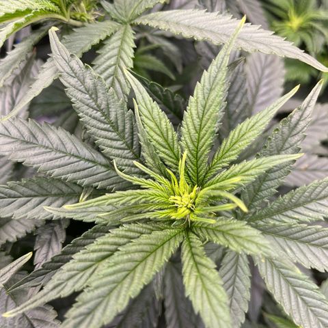 Zkittles 1 growlog timeline photo