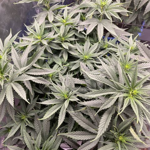 Sour Diesel 1 growlog timeline photo